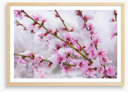 Snow blossom branch