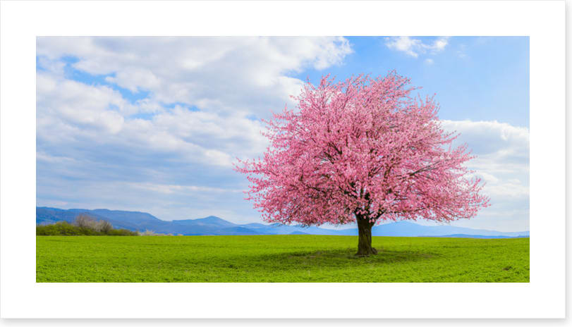 Blossom alone