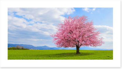 Blossom alone