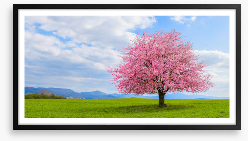 Blossom alone