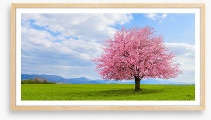 Blossom alone