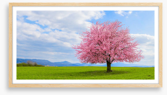 Blossom alone