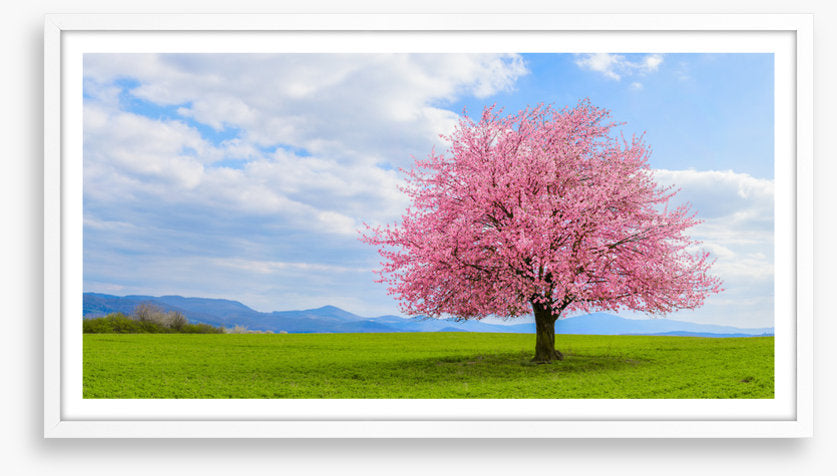 Blossom alone