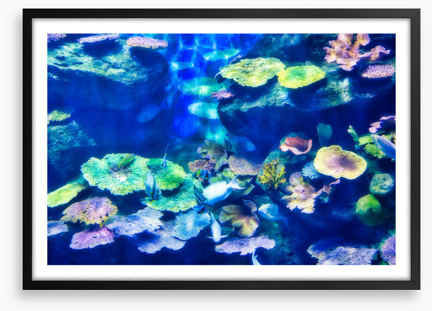 Coral cluster
