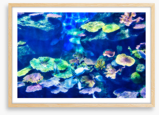 Coral cluster