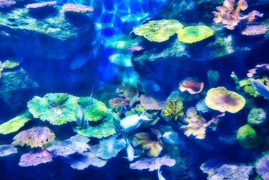 Coral cluster