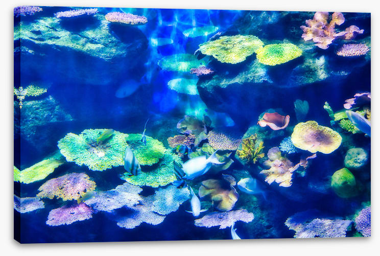 Coral cluster