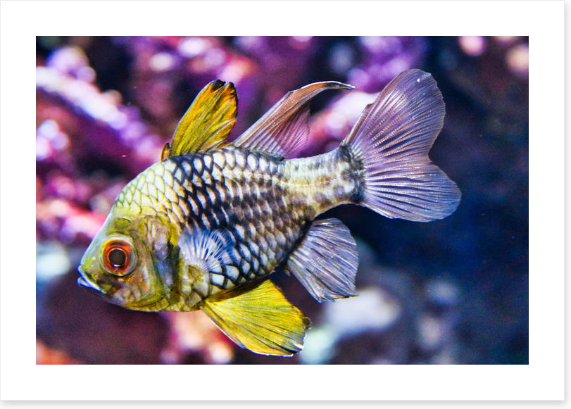 Fish / Aquatic