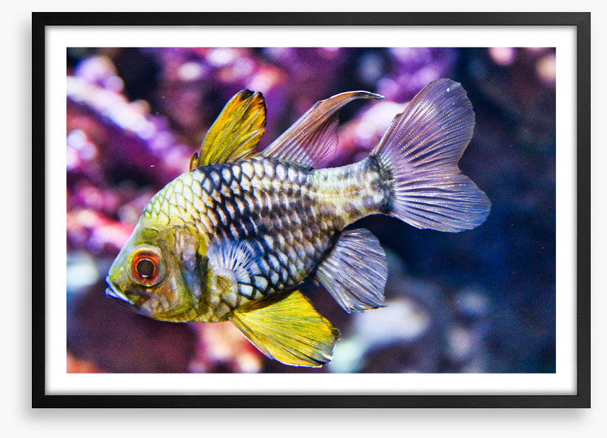 Fish / Aquatic