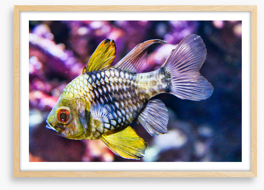 Fish / Aquatic