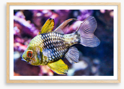 Fish / Aquatic