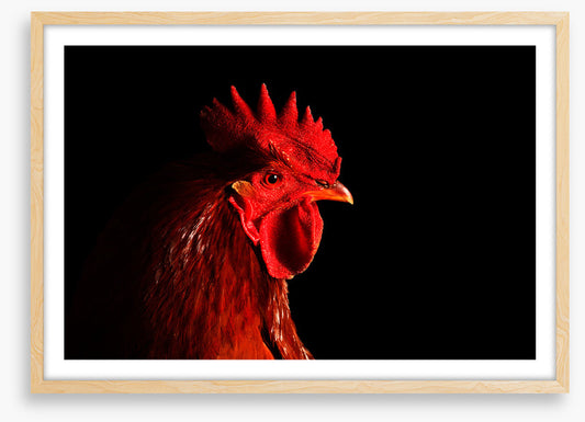 Rooster in red