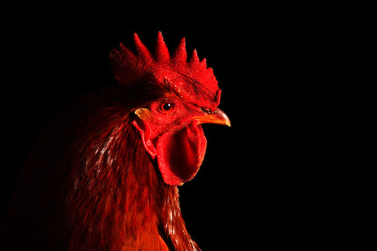 Rooster in red