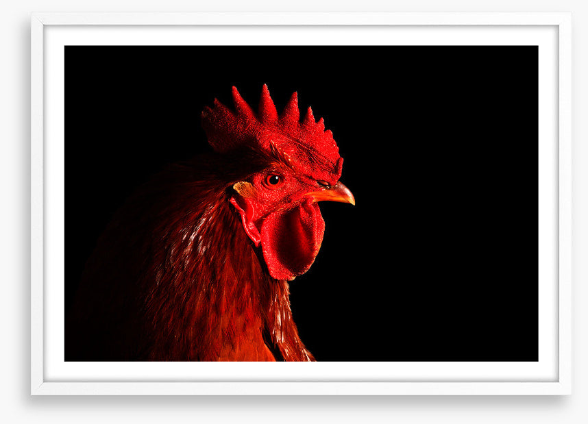 Rooster in red