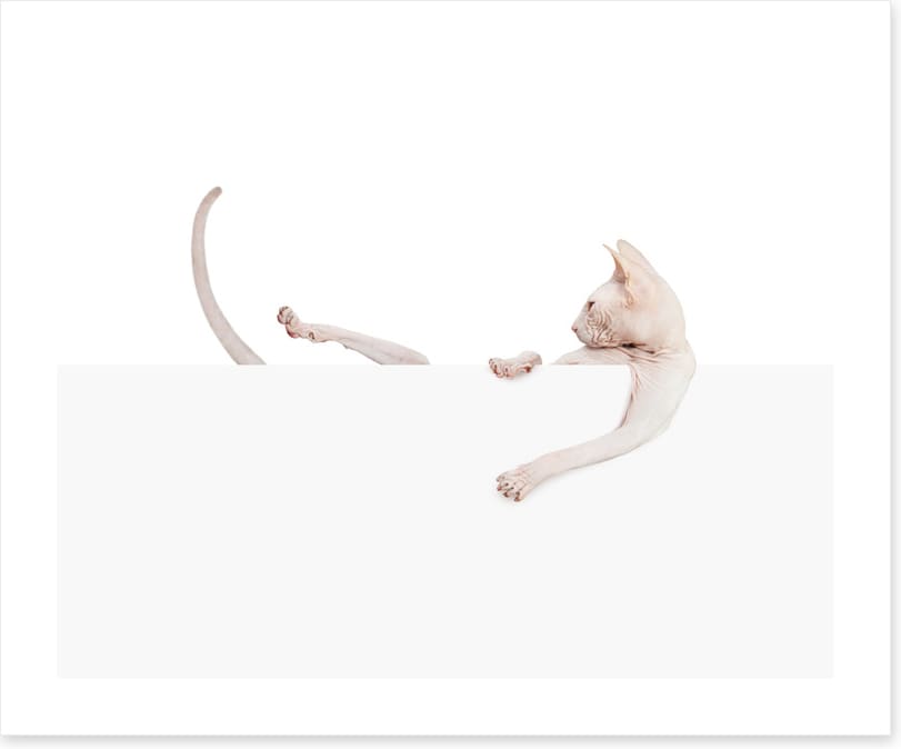 Mammals