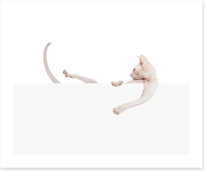 Mammals