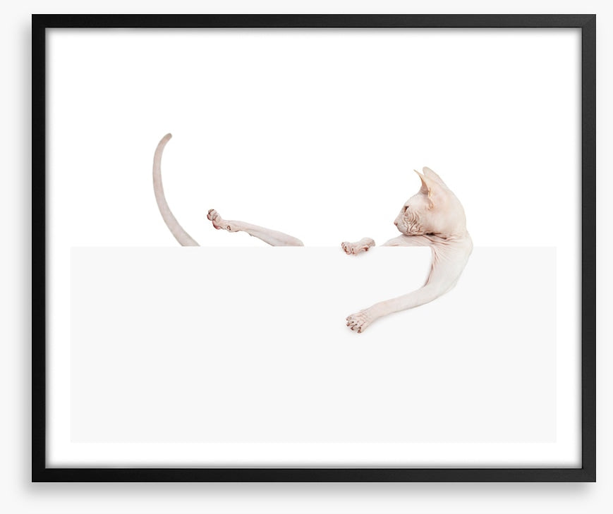 Mammals
