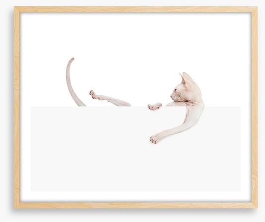 Mammals