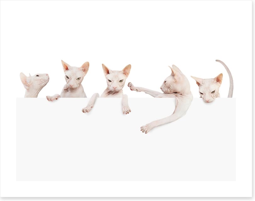 Mammals