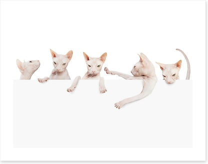 Mammals
