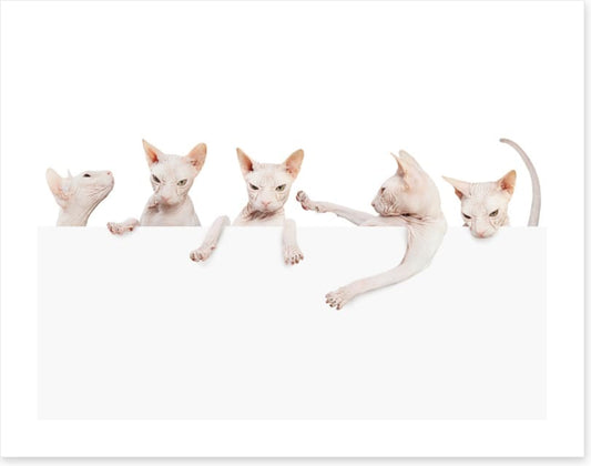 Mammals