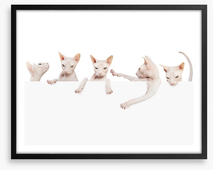 Mammals