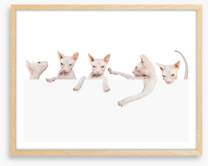 Mammals