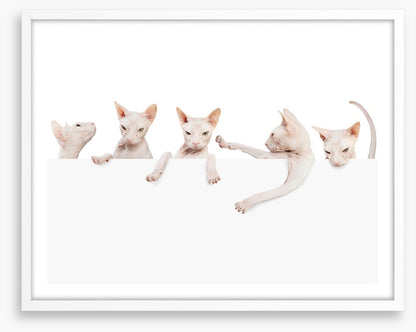 Mammals