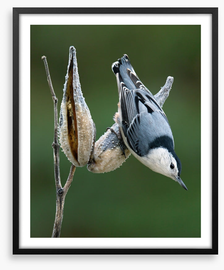 Nuthatch perched