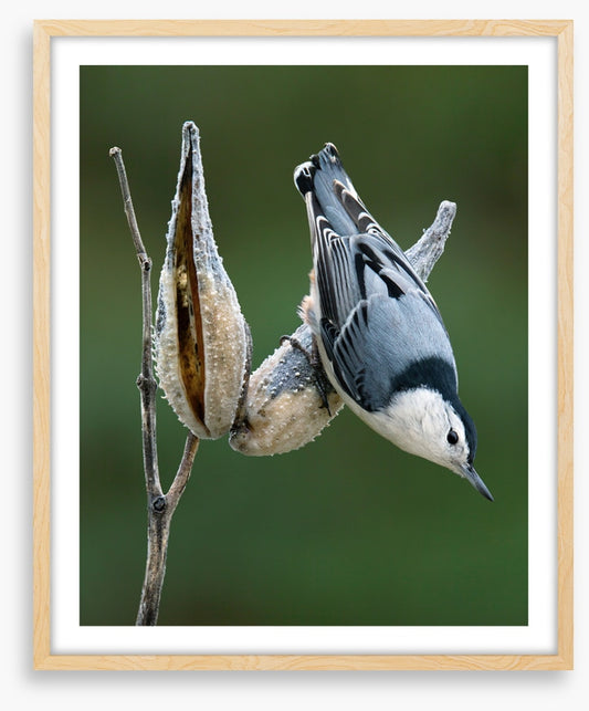 Nuthatch perched