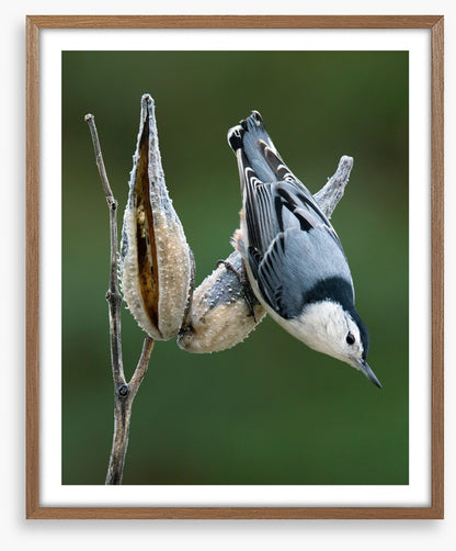 Nuthatch perched