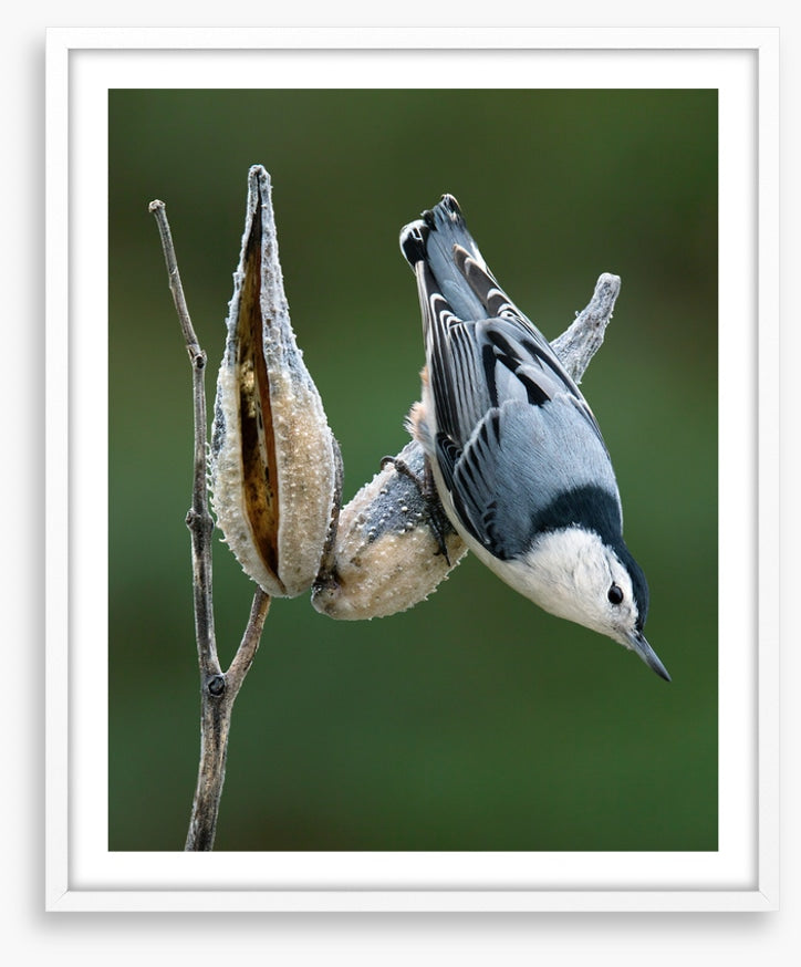 Nuthatch perched