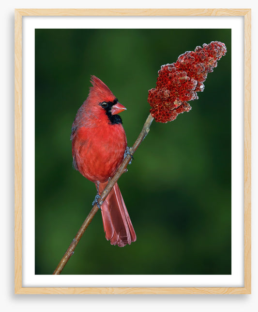 Cardinal sumac