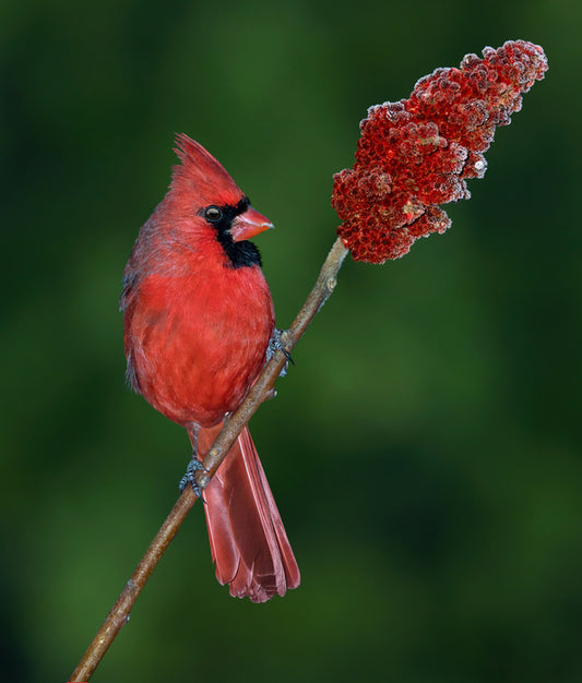 Cardinal sumac