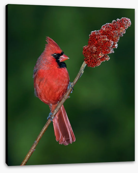 Cardinal sumac