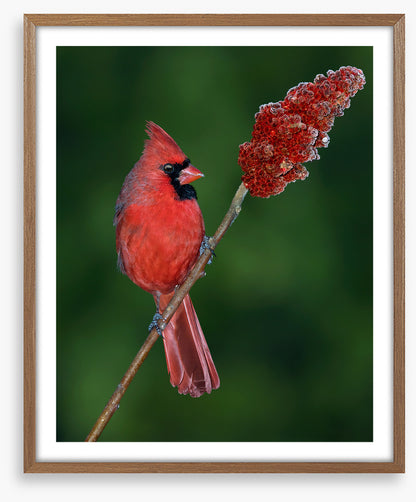 Cardinal sumac
