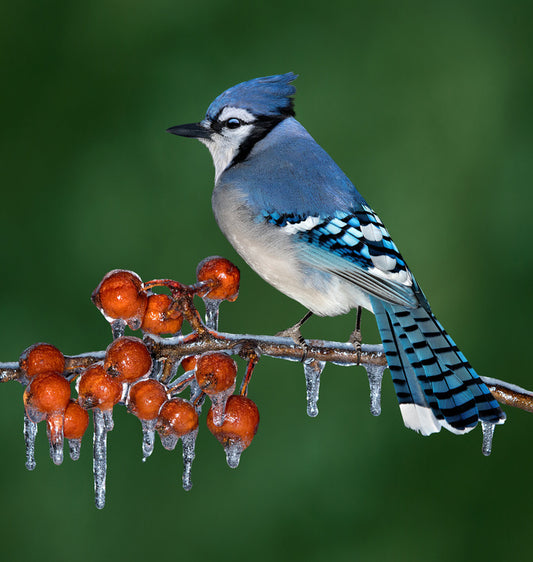 Birds