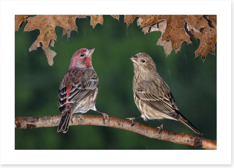 Birds