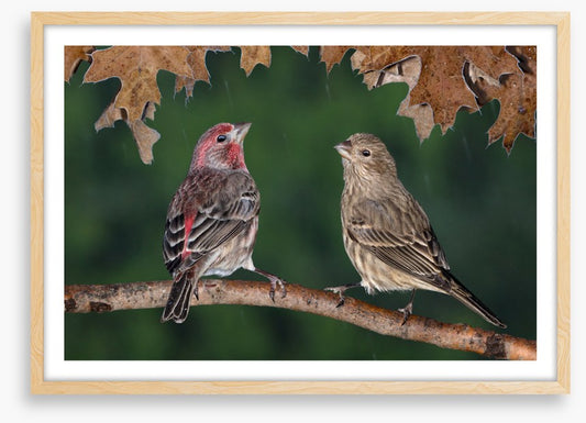 Birds
