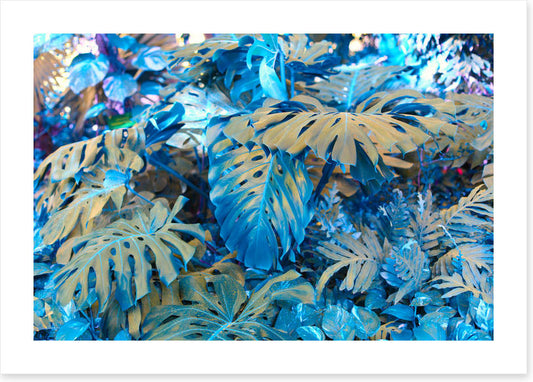 Monstera blues