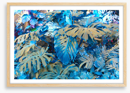 Monstera blues
