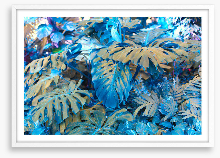Monstera blues