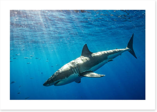 Sunbeam shark