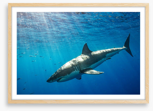 Sunbeam shark