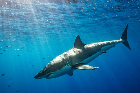 Sunbeam shark