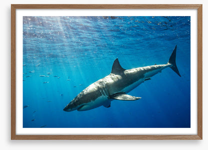 Sunbeam shark