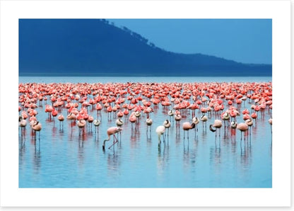 Flamingo lake
