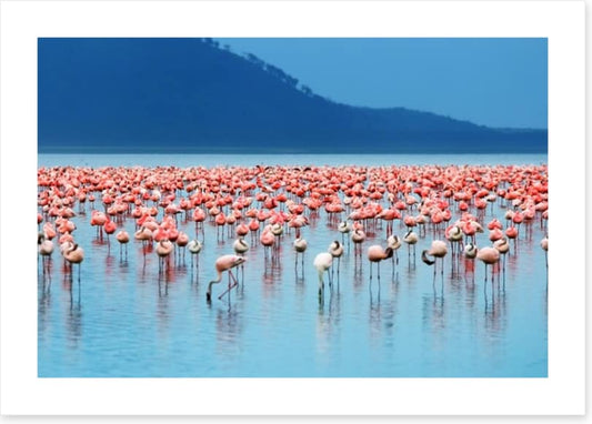 Flamingo lake