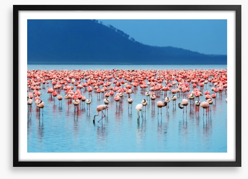 Flamingo lake