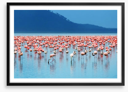 Flamingo lake